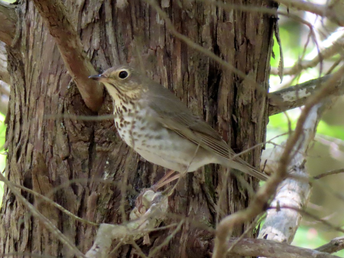 Swainson's Thrush - ML635901537