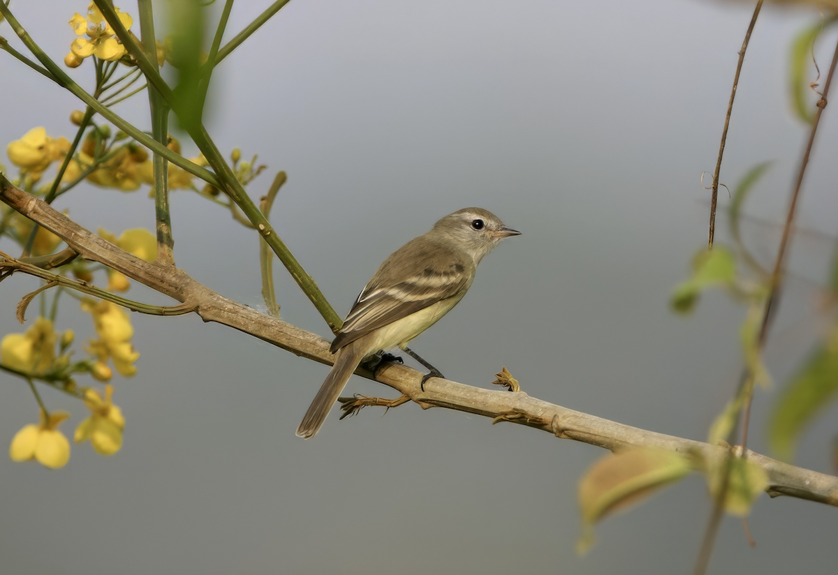 Mouse-colored Tyrannulet (Southern) - ML635901578
