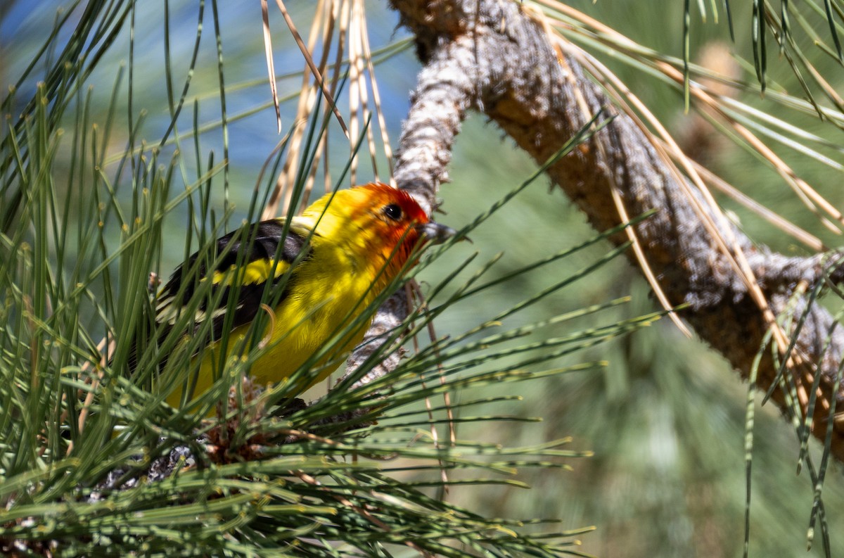 Western Tanager - ML635901630