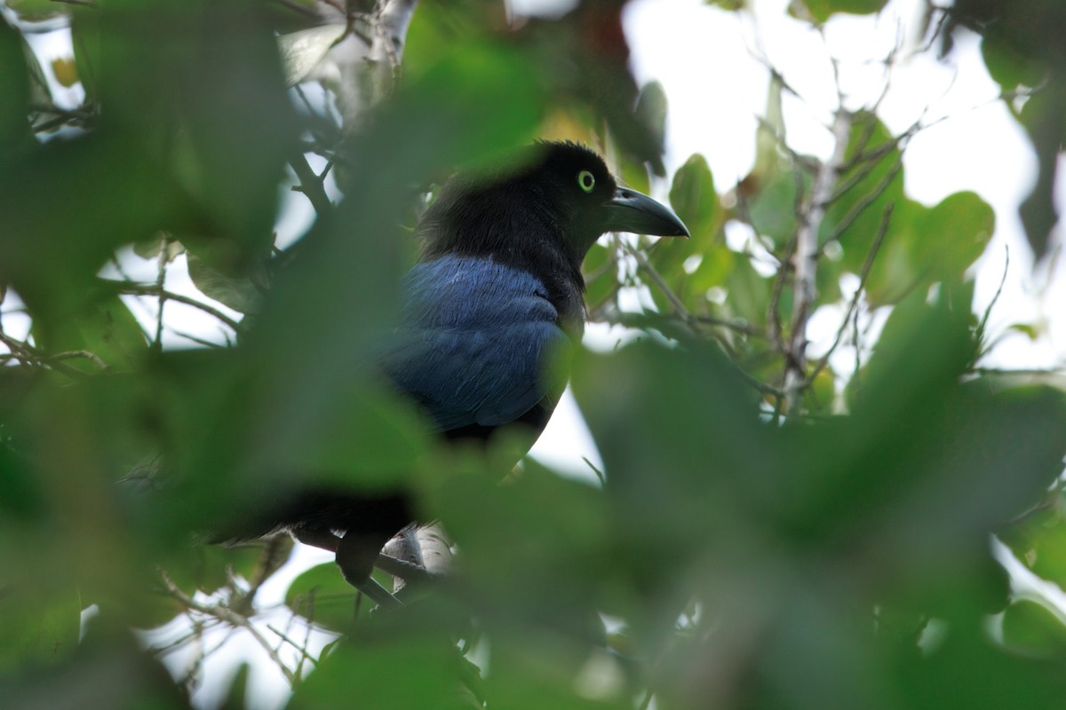 San Blas Jay - ML635901739