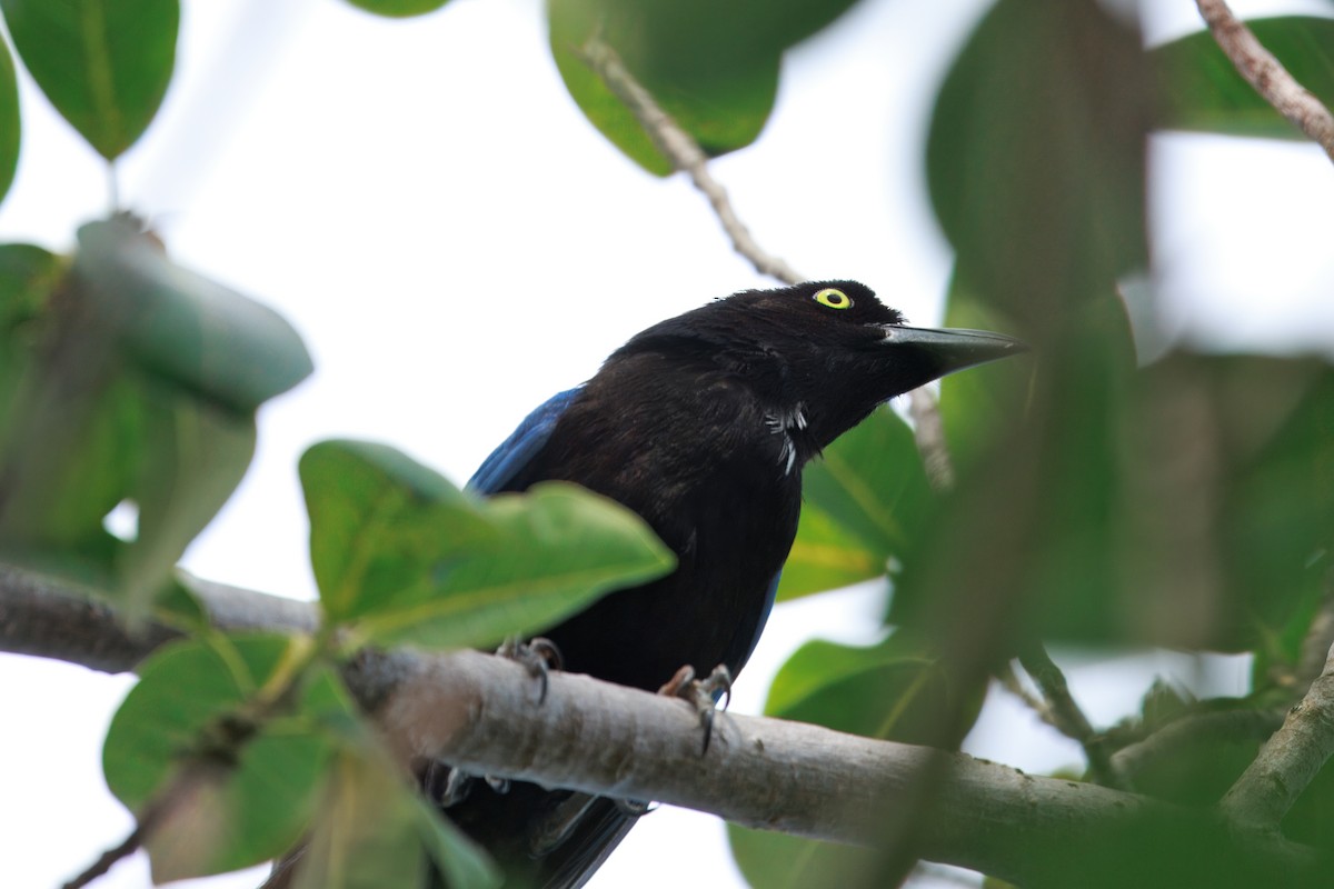 San Blas Jay - ML635901748