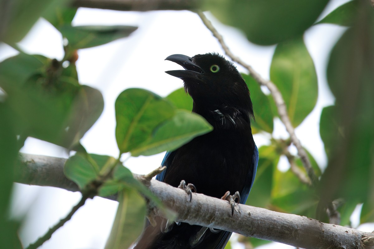 San Blas Jay - ML635901753