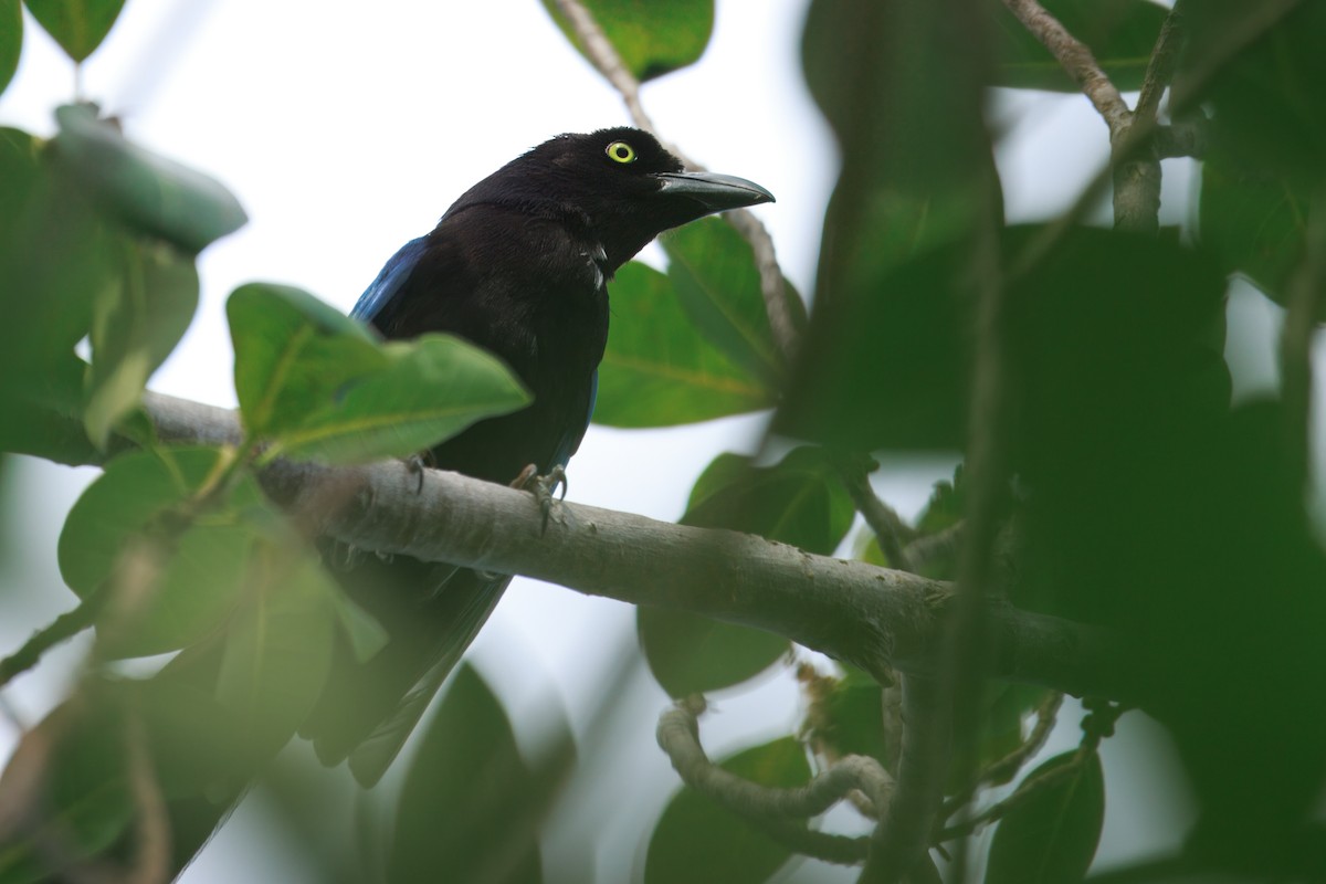 San Blas Jay - ML635901766