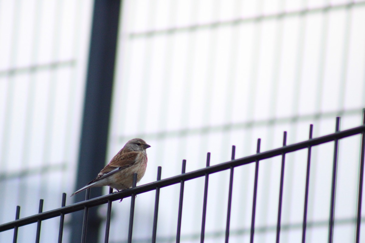 Eurasian Linnet - ML635901770