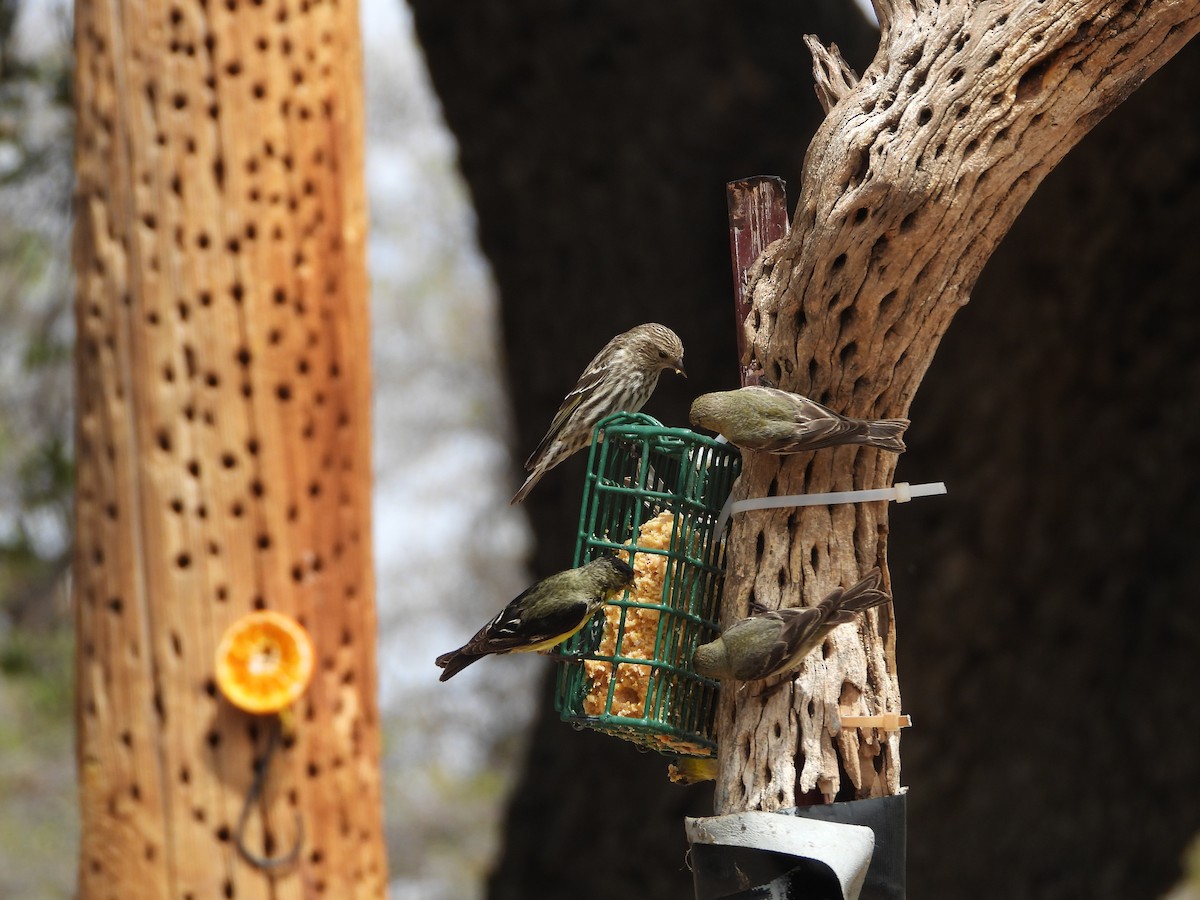 Pine Siskin - ML635901977