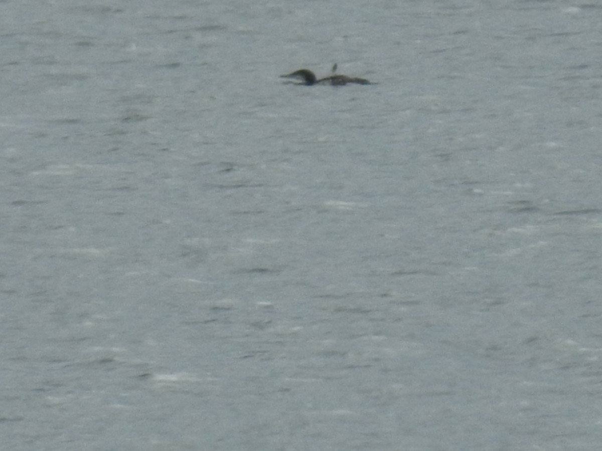 Common Loon - Tim Ryan