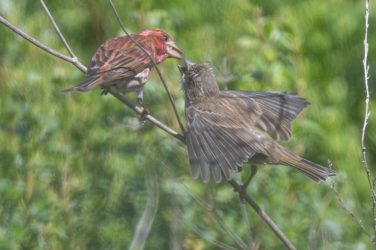 Purple Finch (Western) - ML635902083