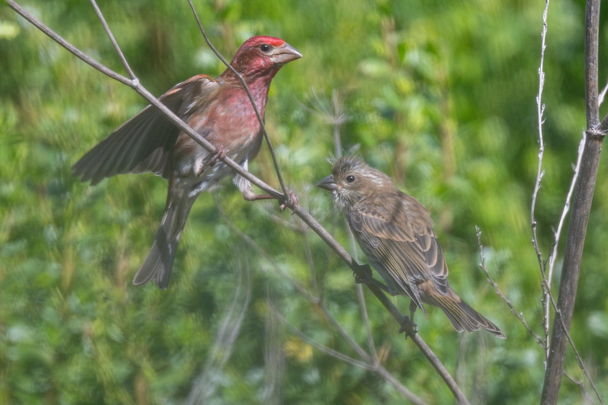 Purple Finch (Western) - ML635902085