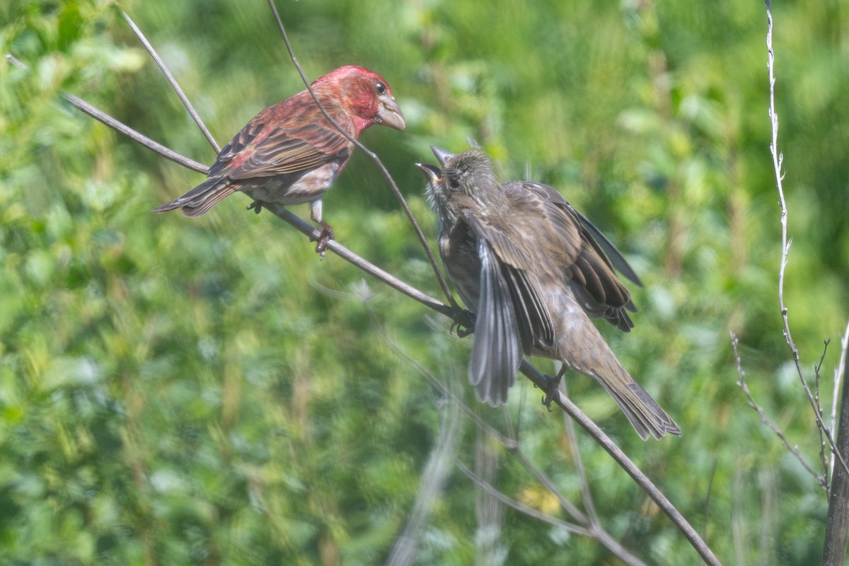 Purple Finch (Western) - ML635902086