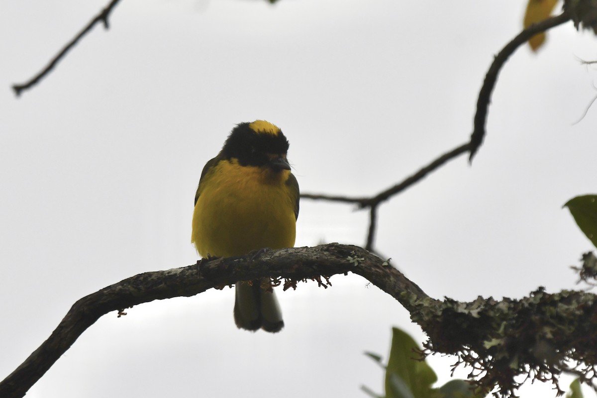 Yellow-crowned Redstart - ML635902131