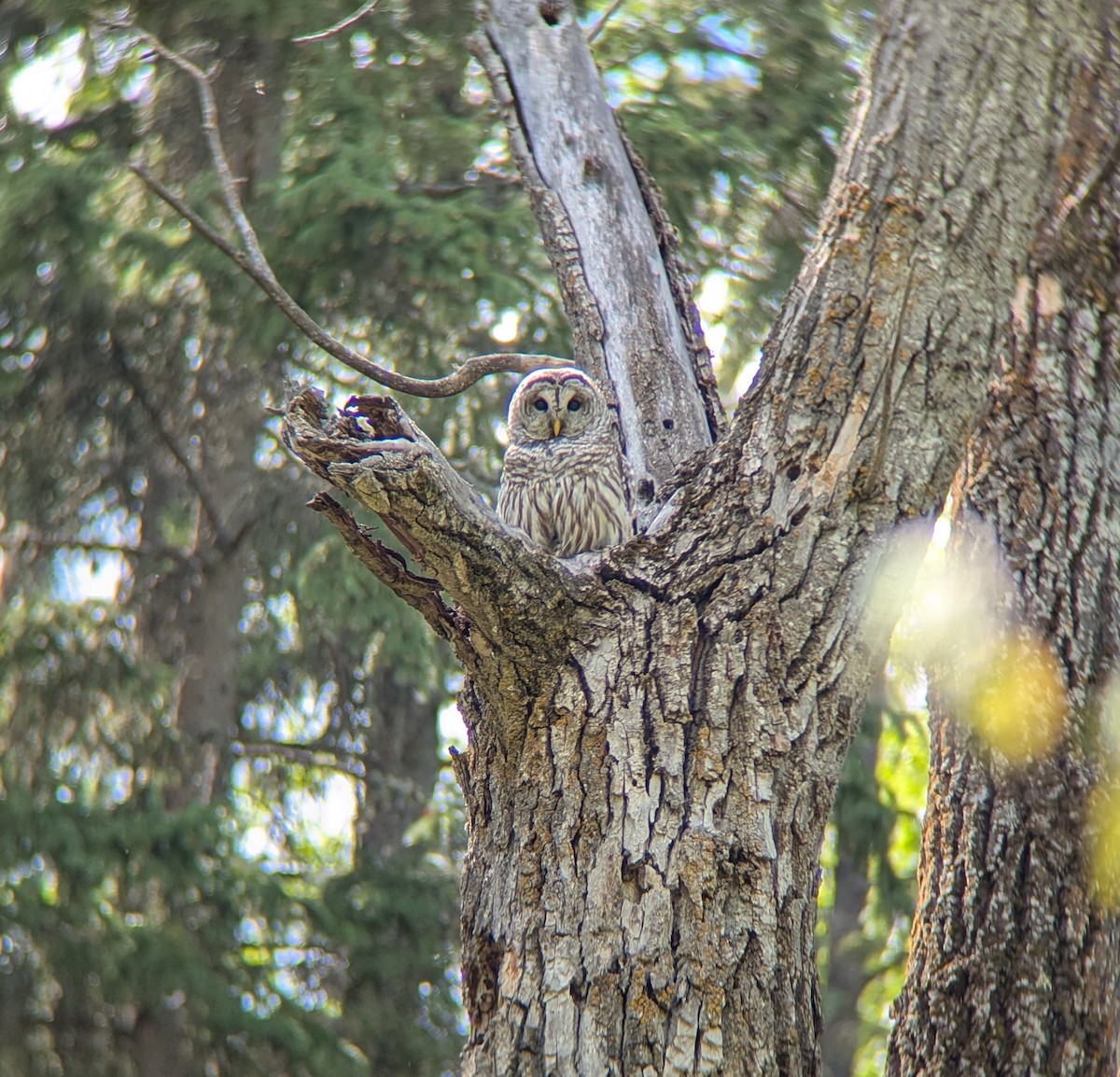 Barred Owl - ML635902172