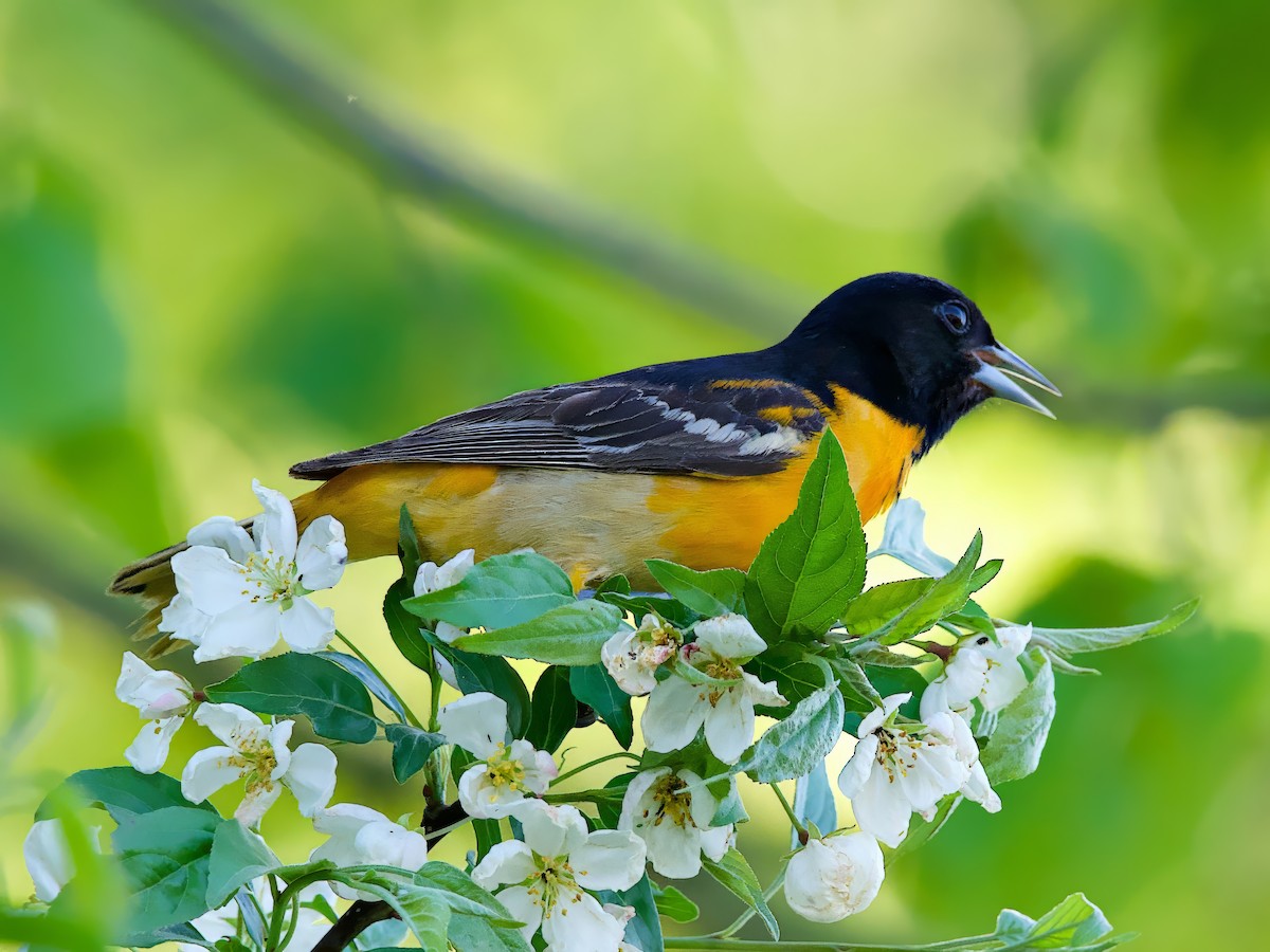 ボルチモアムクドリモドキ - ML635902183