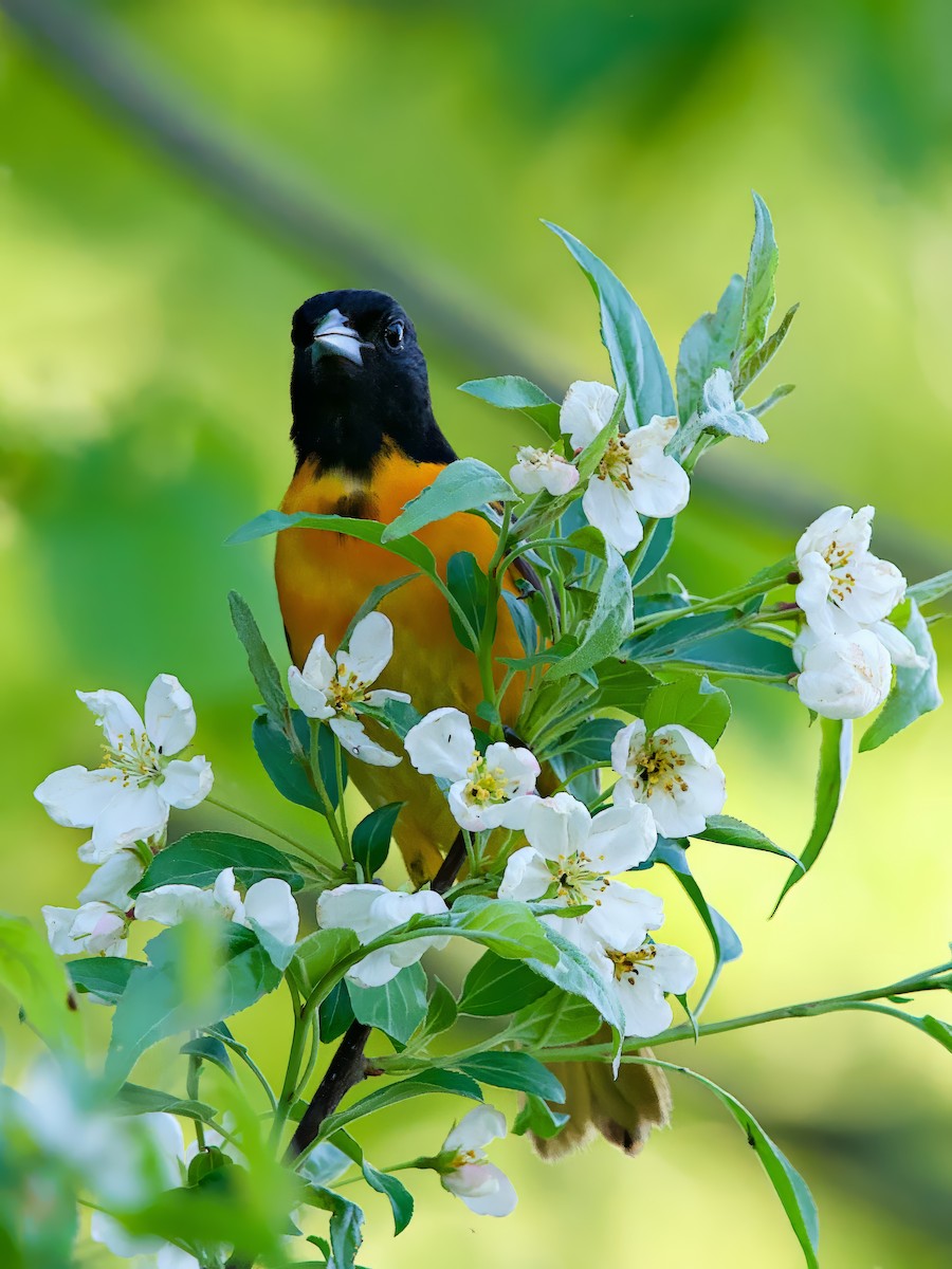 ボルチモアムクドリモドキ - ML635902191