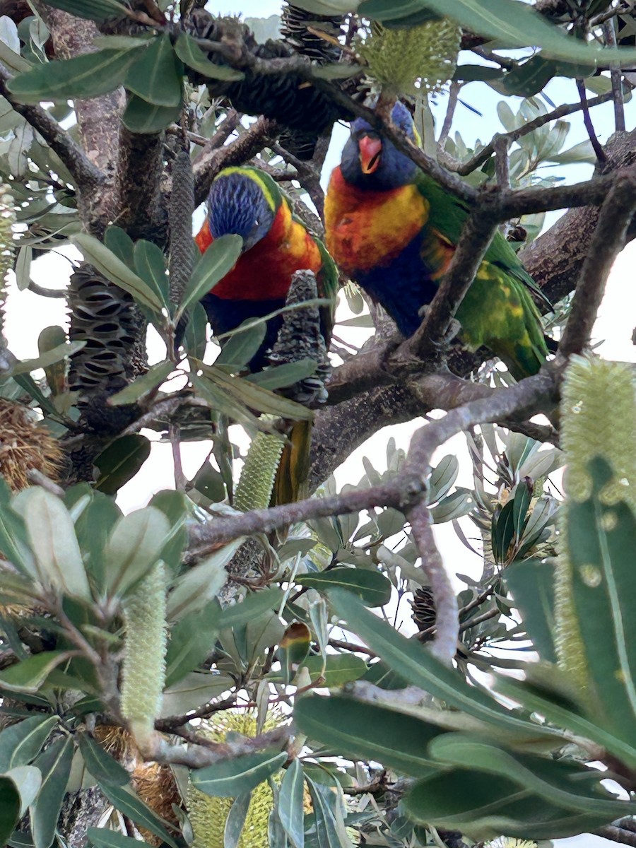 Rainbow Lorikeet - ML635902270