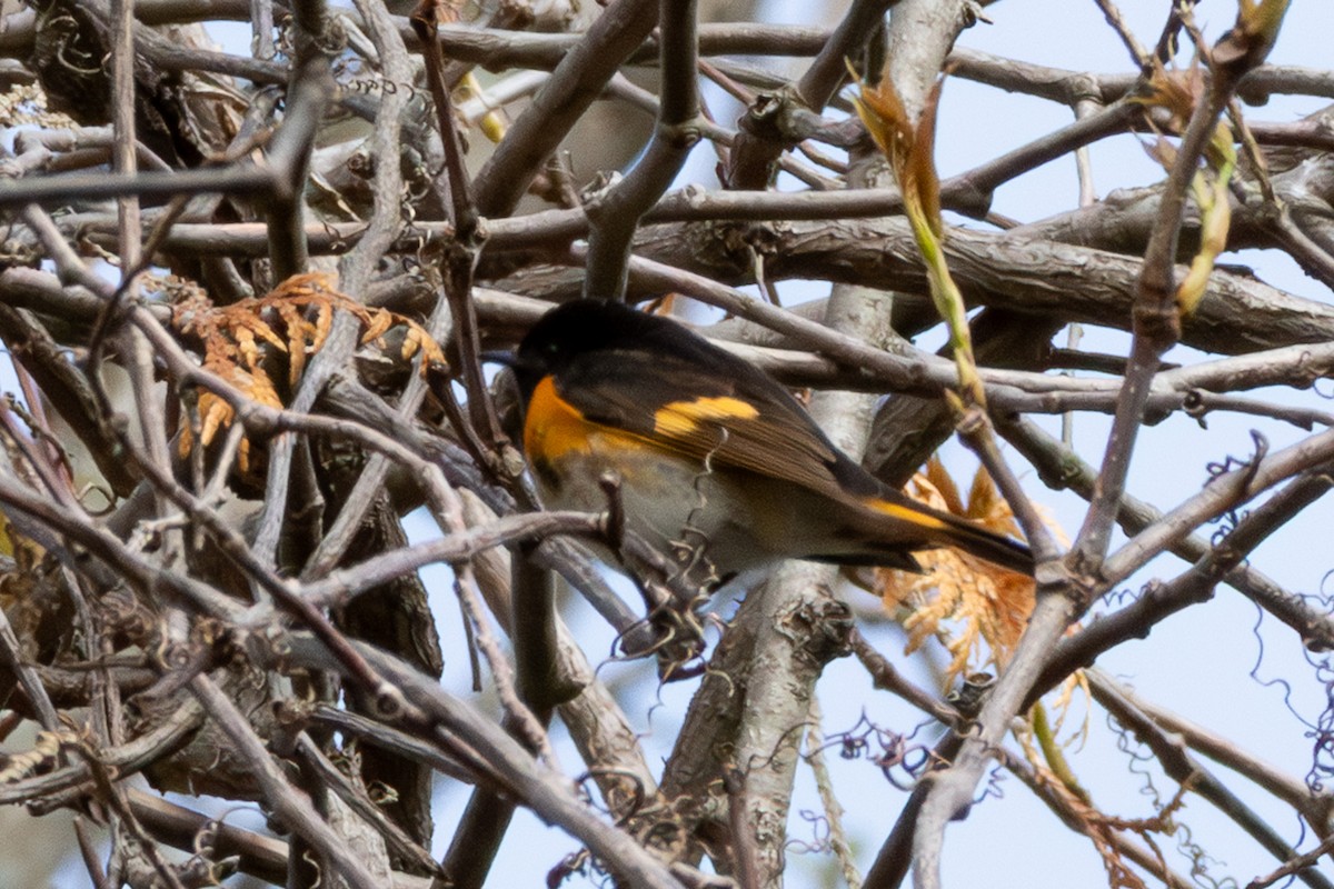American Redstart - ML635902272