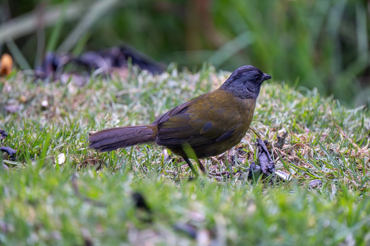 Large-footed Finch - ML635902298