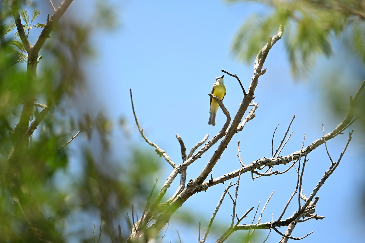 Tropical Kingbird - ML635902486