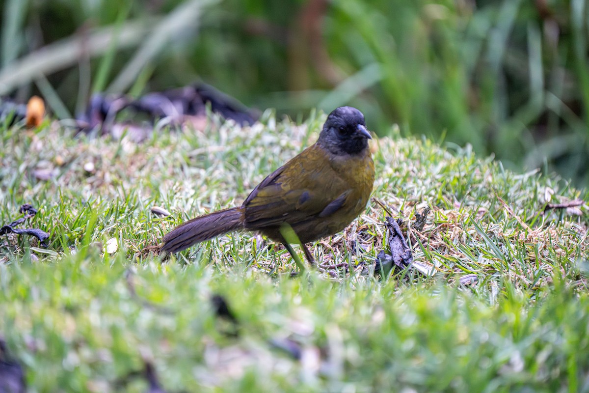 Large-footed Finch - ML635902561