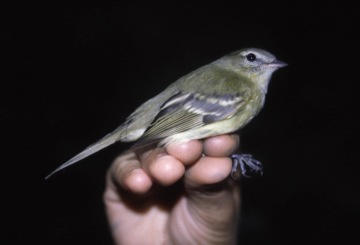 Greenish Tyrannulet - ML635902585