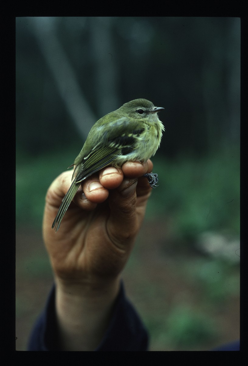 Greenish Tyrannulet - ML635902586