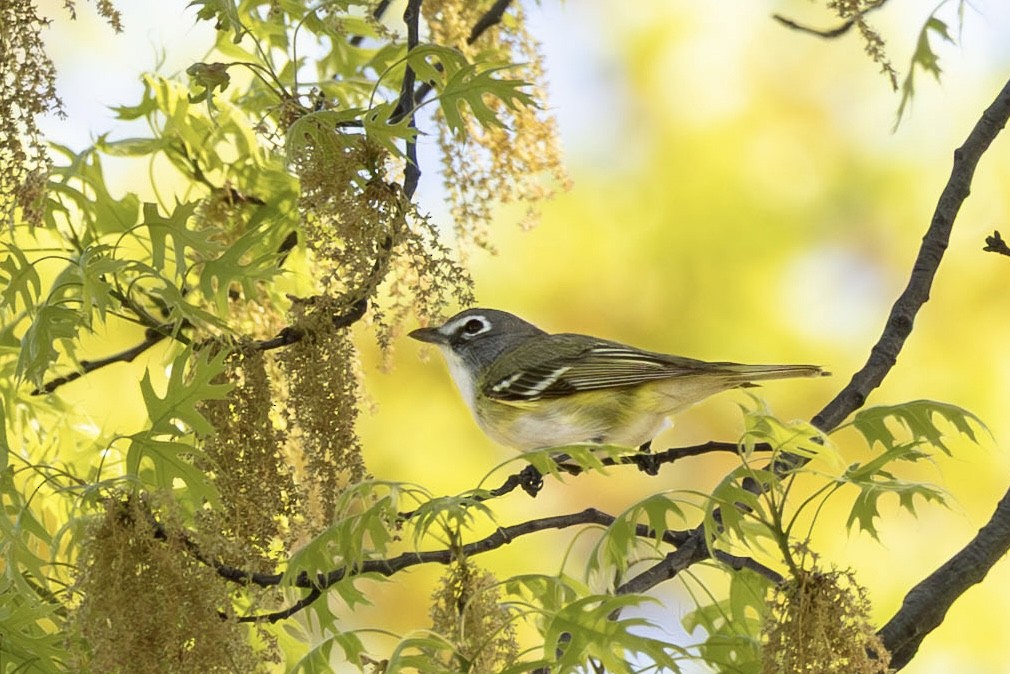 Blue-headed Vireo - ML635902621