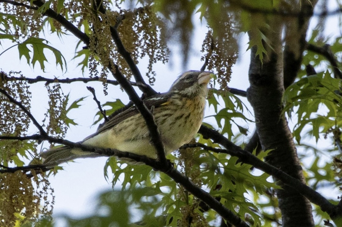 Rose-breasted Grosbeak - ML635902626