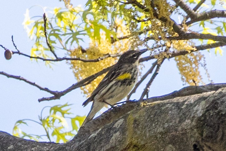 Yellow-rumped Warbler - ML635902636
