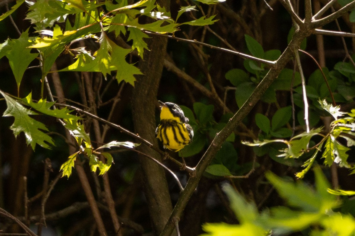 Magnolia Warbler - ML635902647