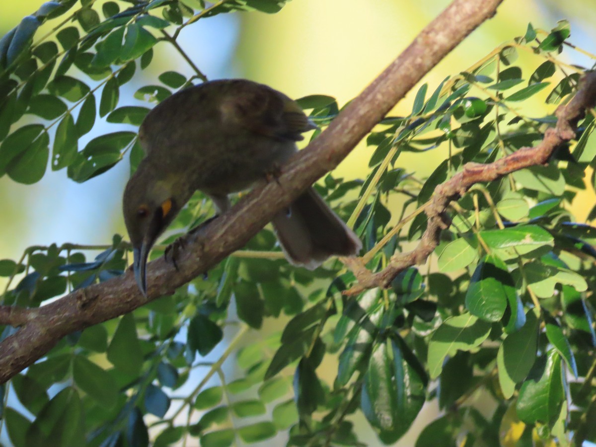 Western Wattled-Honeyeater - ML635902669
