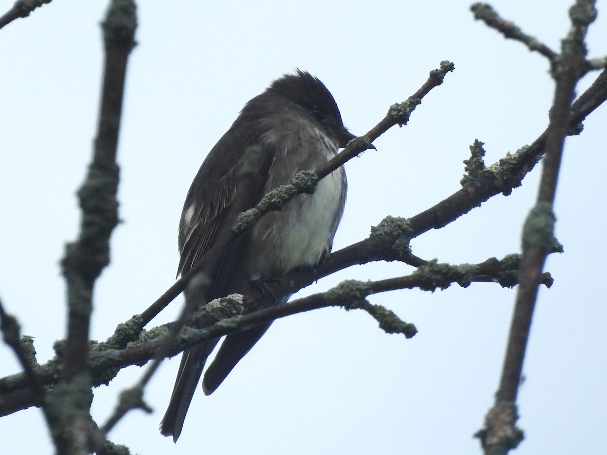 tyranovec severský - ML635902670