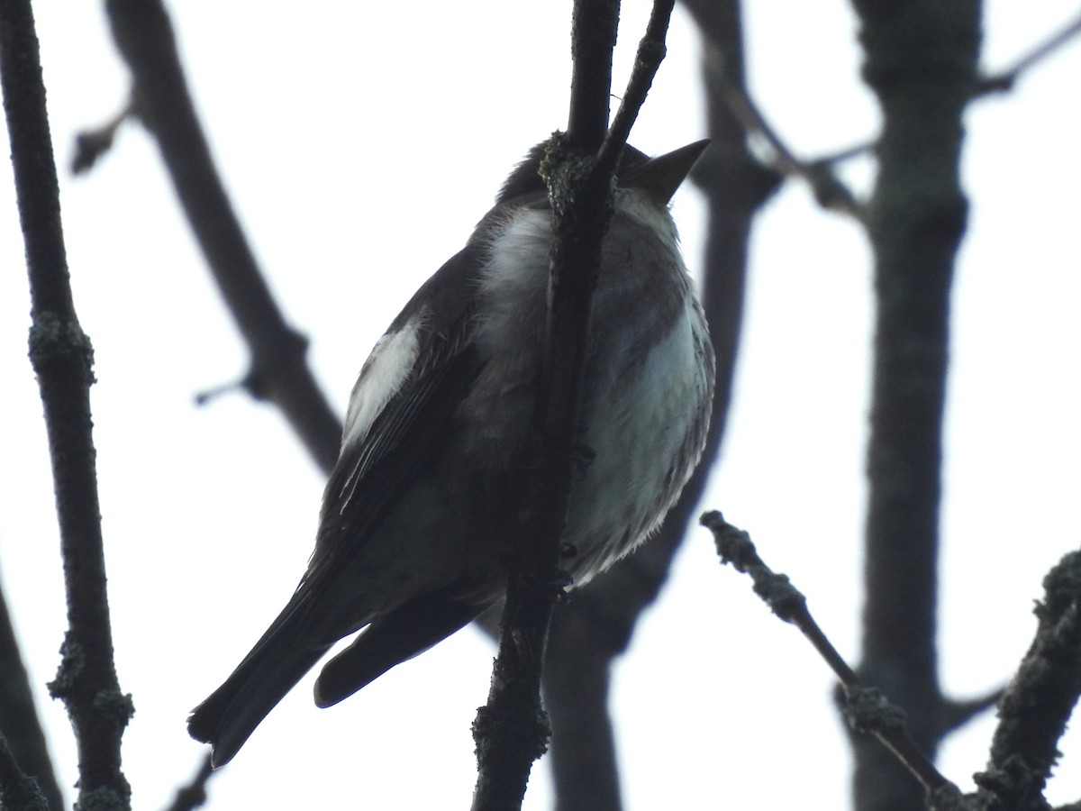 tyranovec severský - ML635902671