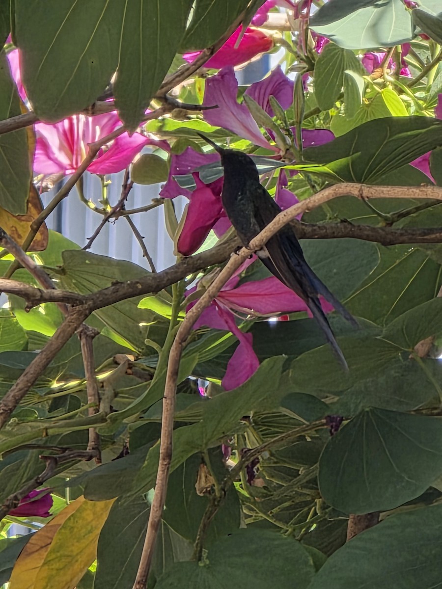 Swallow-tailed Hummingbird - ML635902673