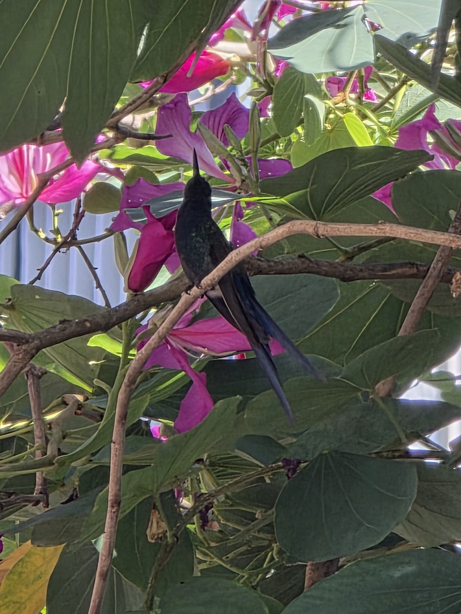 Swallow-tailed Hummingbird - ML635902674