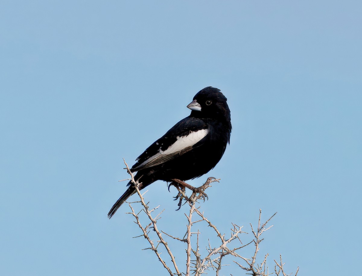 Lark Bunting - ML635902680