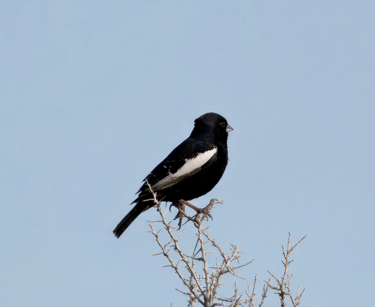 Lark Bunting - ML635902681