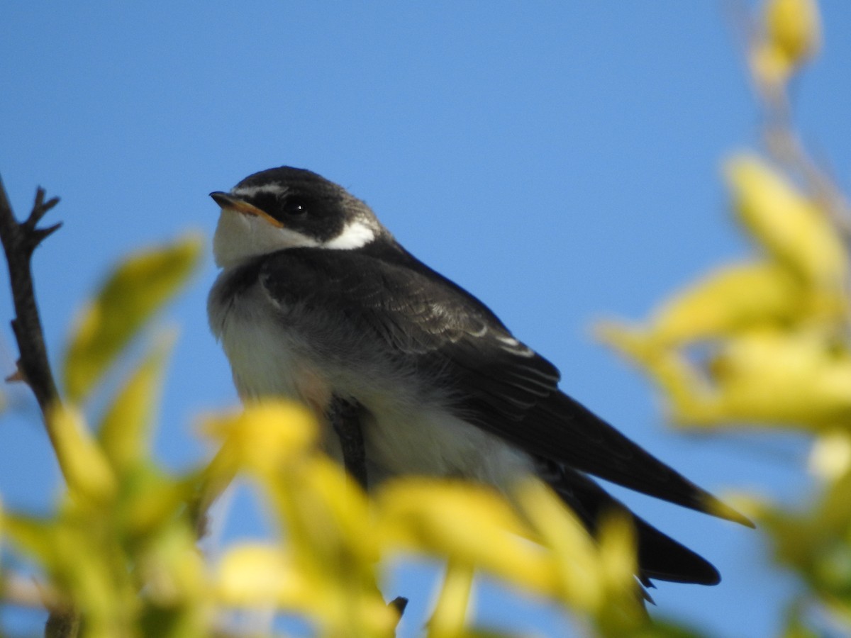 White-rumped Swallow - ML635902687