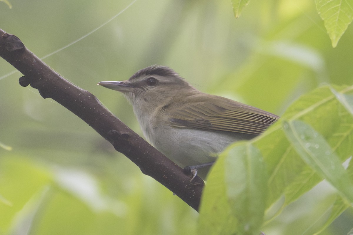 Red-eyed Vireo - ML635902704