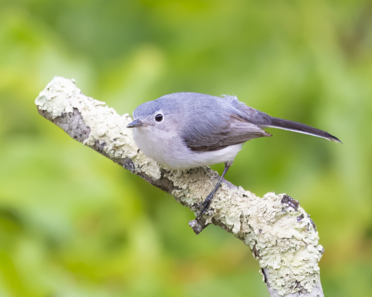 Blue-gray Gnatcatcher - ML635902748