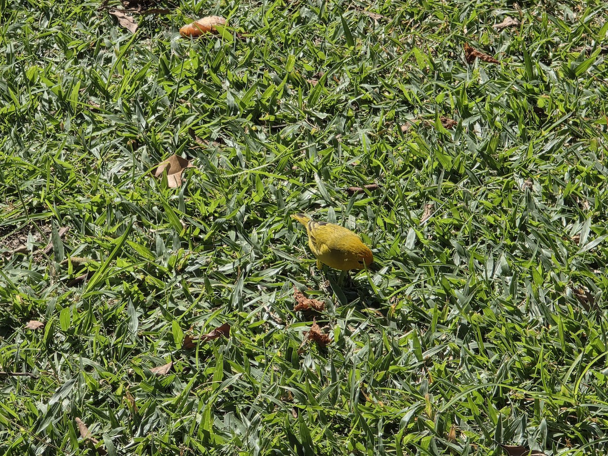 Saffron Finch - ML635902894