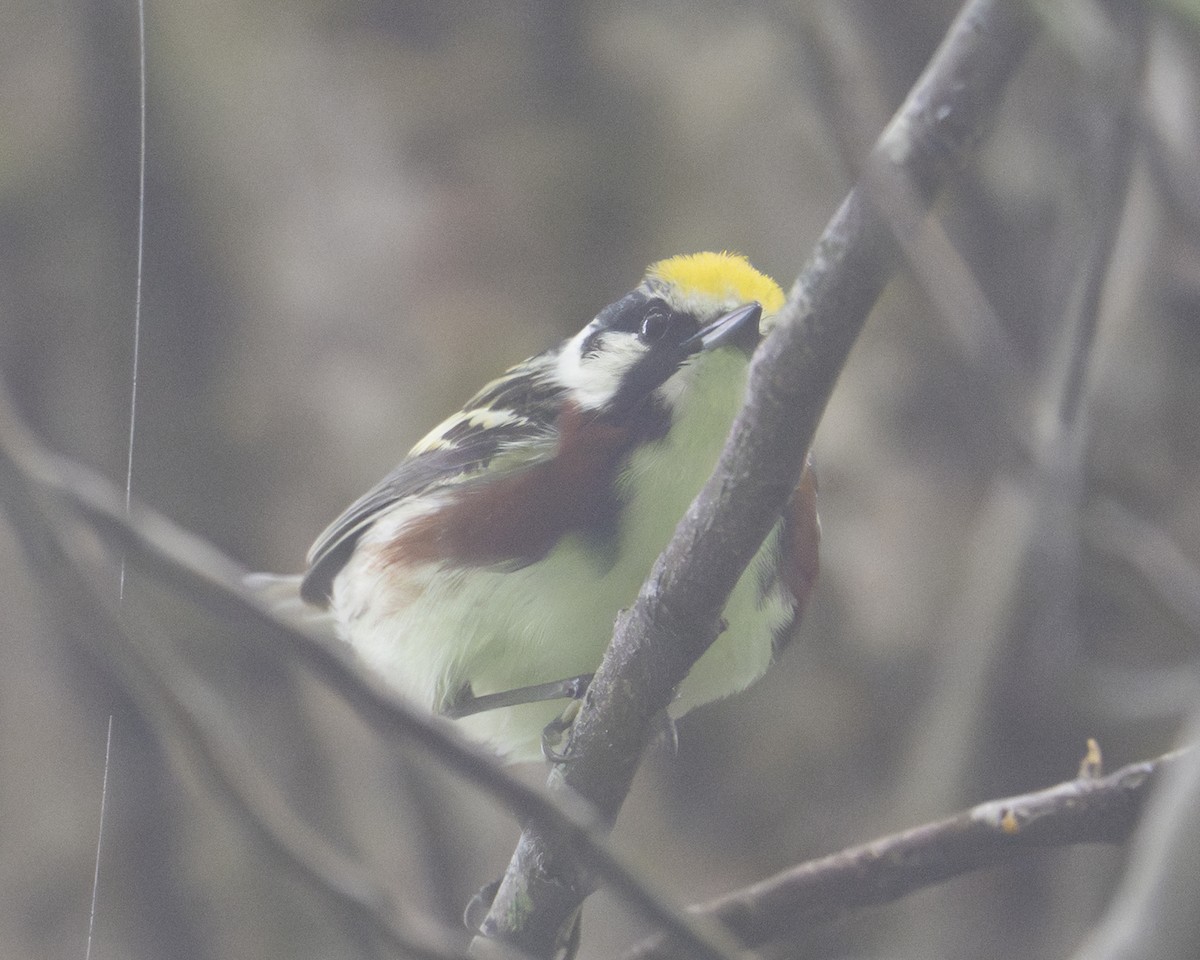 Chestnut-sided Warbler - ML635902911