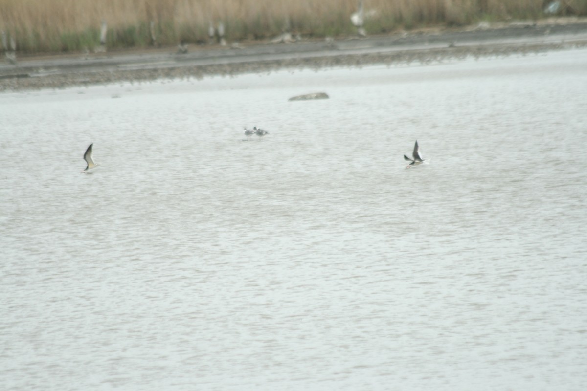 Black Skimmer - ML635902923