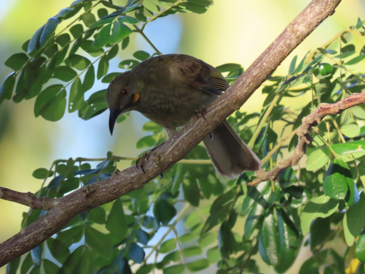 Western Wattled-Honeyeater - ML635902941