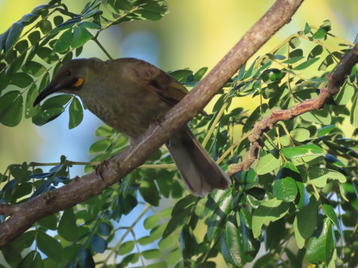 Western Wattled-Honeyeater - ML635902952