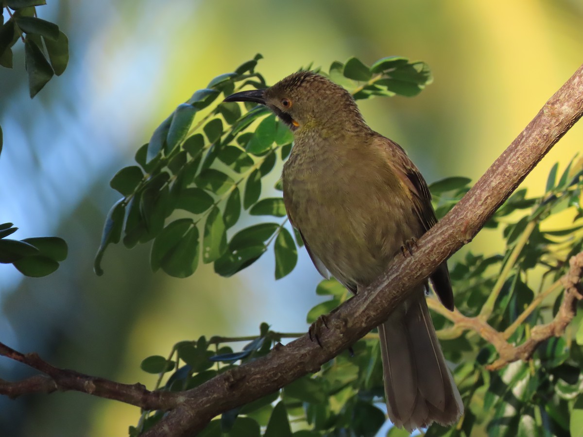 Western Wattled-Honeyeater - ML635902978
