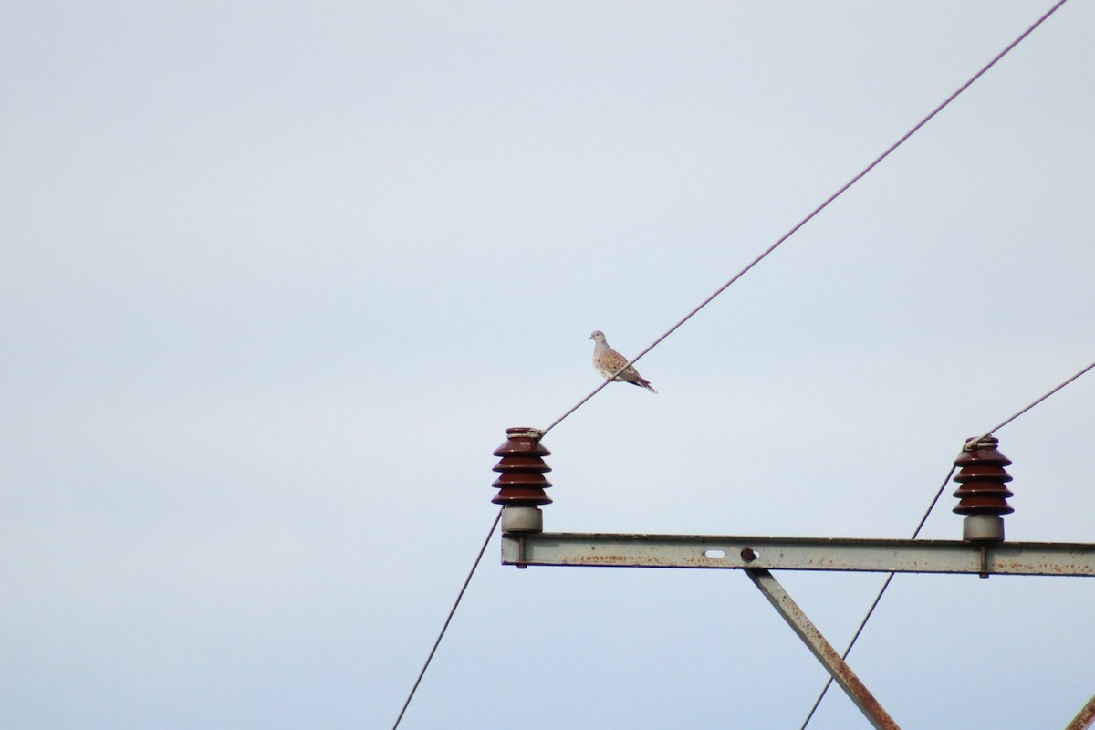 European Turtle-Dove - ML635903147