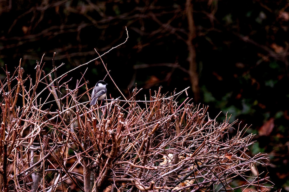 Black-capped Chickadee - ML635903228