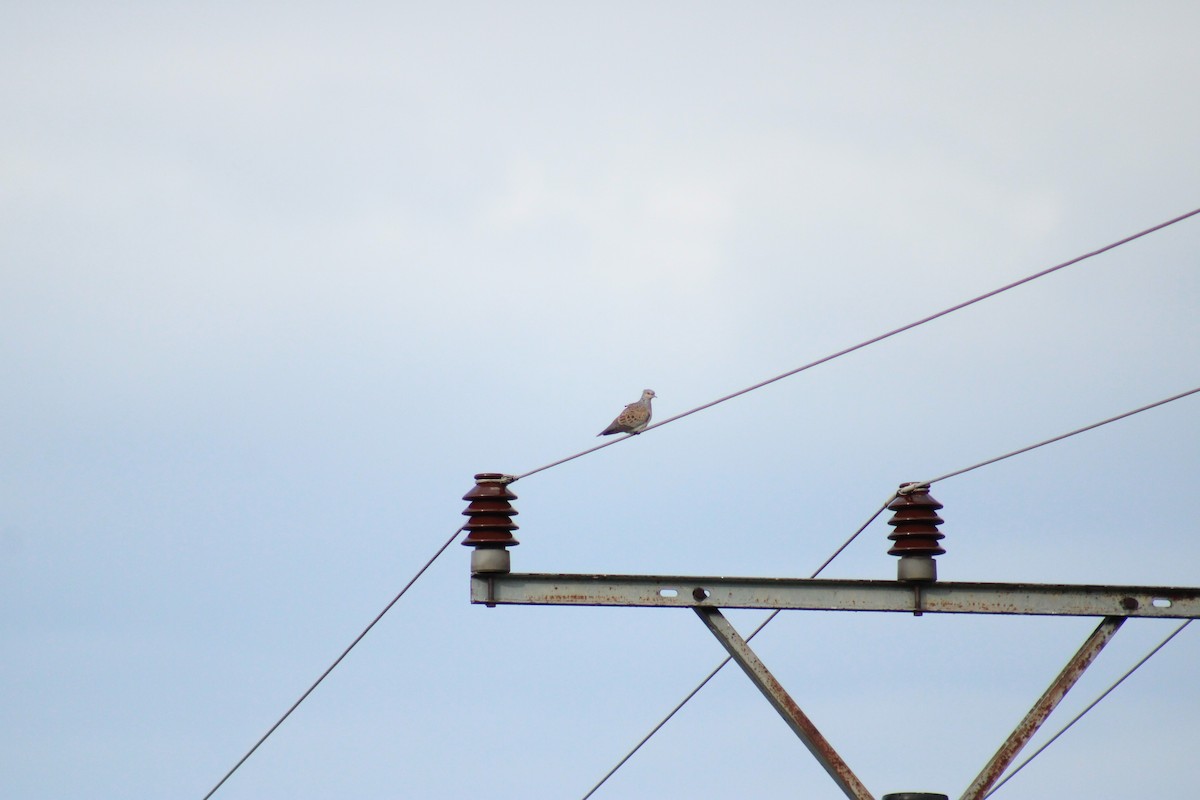 European Turtle-Dove - ML635903291