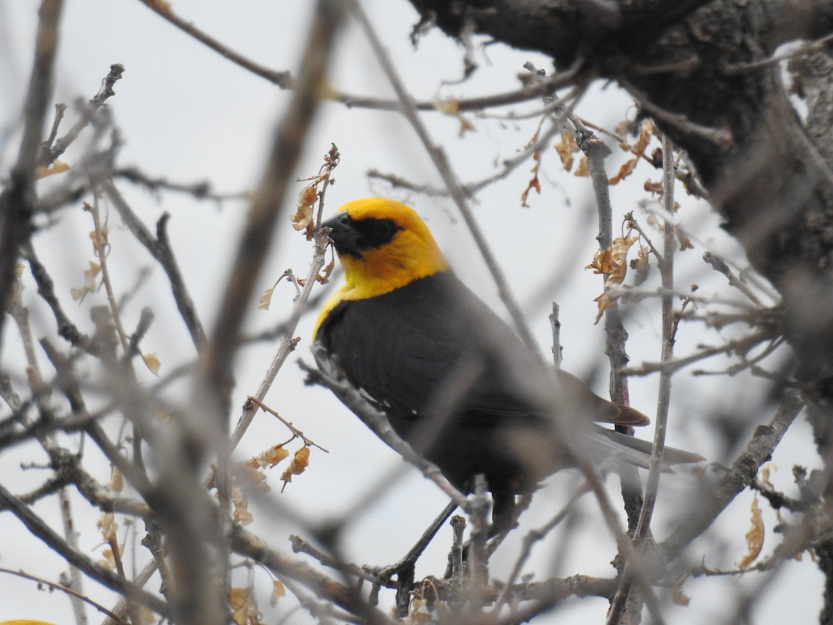 Tordo Cabeciamarillo - ML63590341