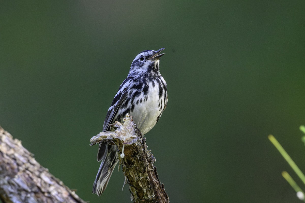 Black-and-white Warbler - ML635903442
