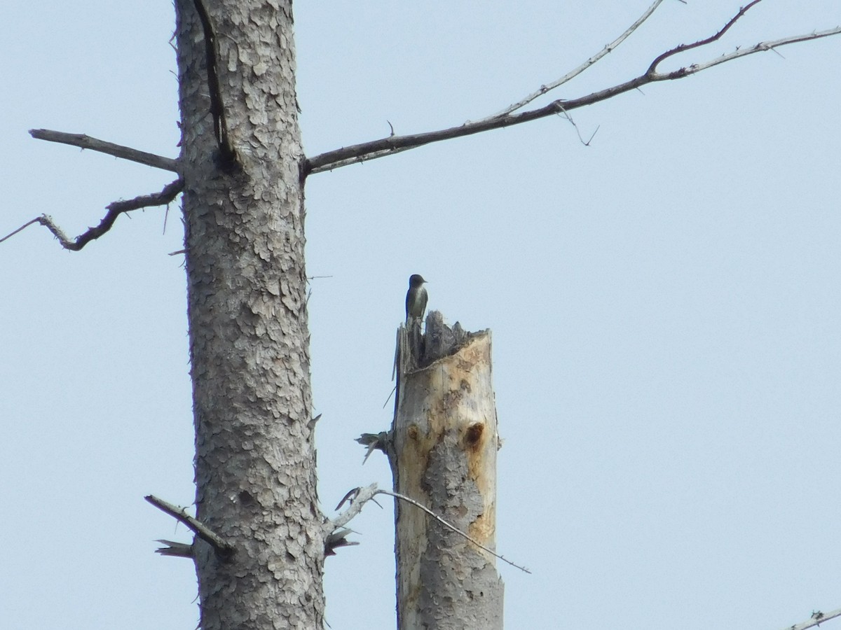 Olive-sided Flycatcher - ML635903463